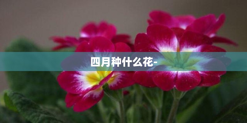 四月种什么花-