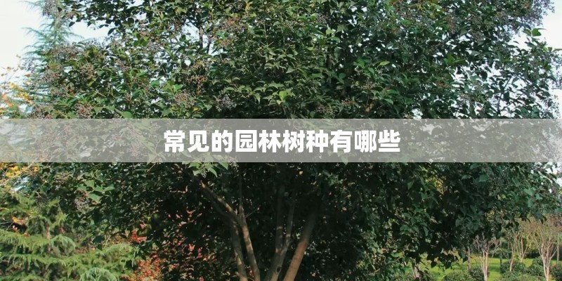 常见的园林树种有哪些