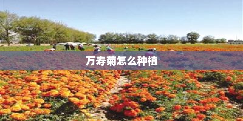 万寿菊怎么种植