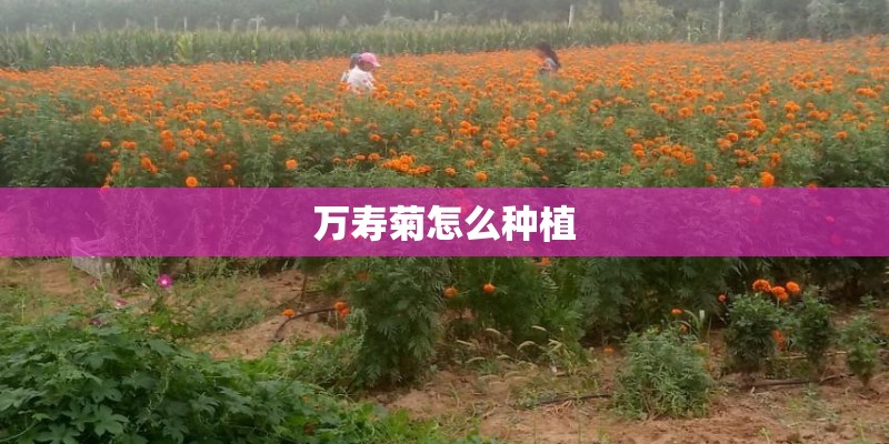 万寿菊怎么种植