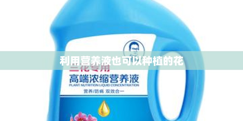 利用营养液也可以种植的花