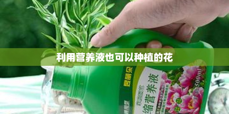 利用营养液也可以种植的花