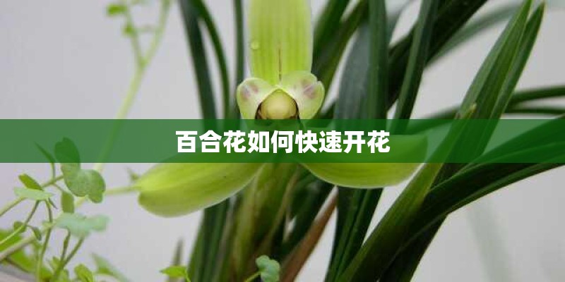 百合花如何快速开花