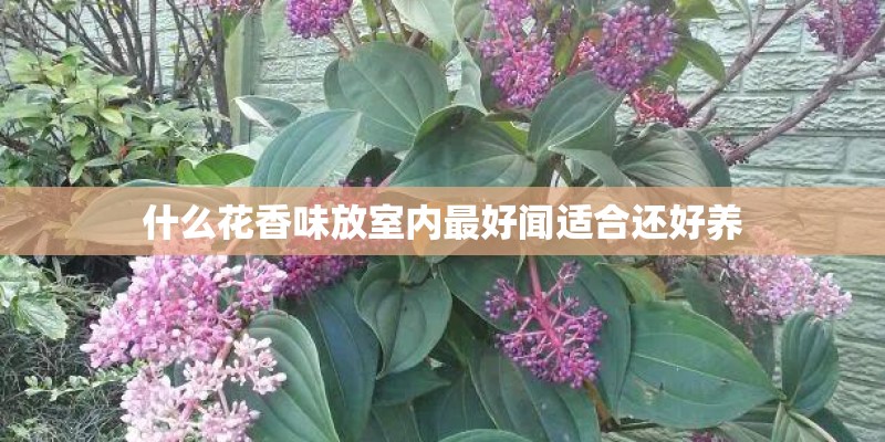 什么花香味放室内最好闻适合还好养