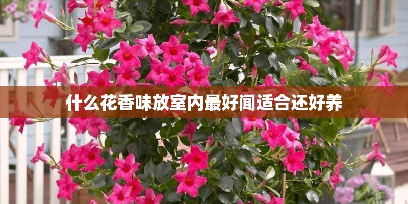 什么花香味放室内最好闻适合还好养