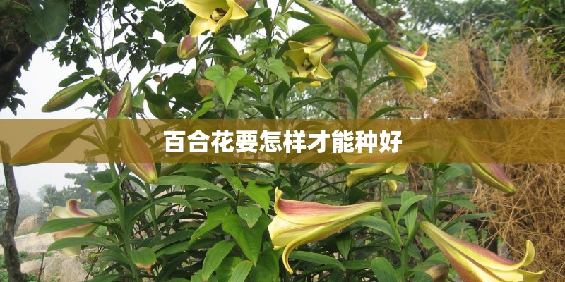 百合花要怎样才能种好