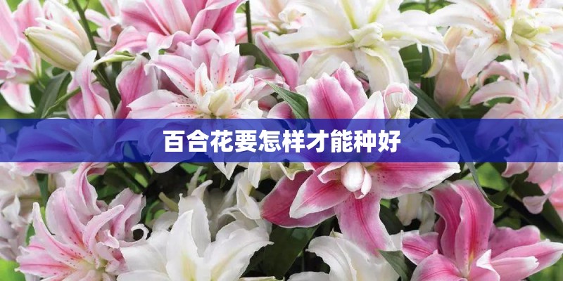 百合花要怎样才能种好