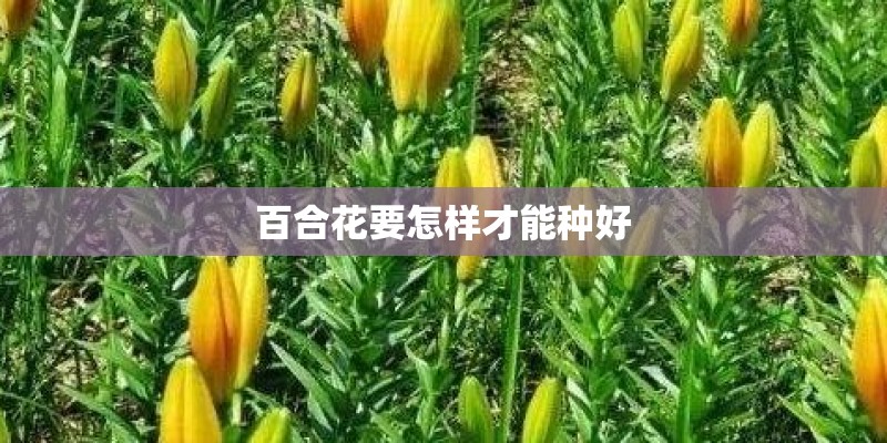 百合花要怎样才能种好