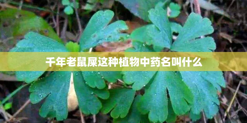 千年老鼠屎这种植物中药名叫什么
