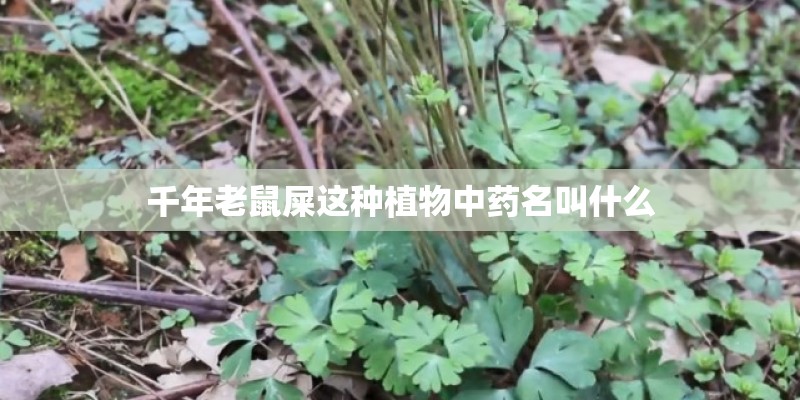 千年老鼠屎这种植物中药名叫什么
