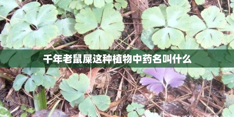 千年老鼠屎这种植物中药名叫什么