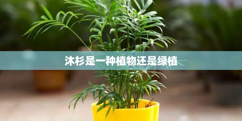 沐杉是一种植物还是绿植