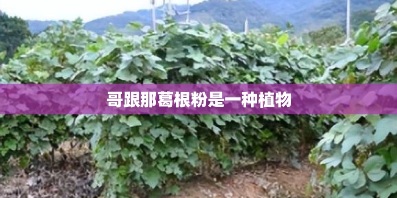 哥跟那葛根粉是一种植物