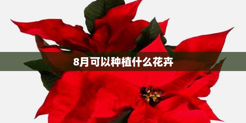 8月可以种植什么花卉