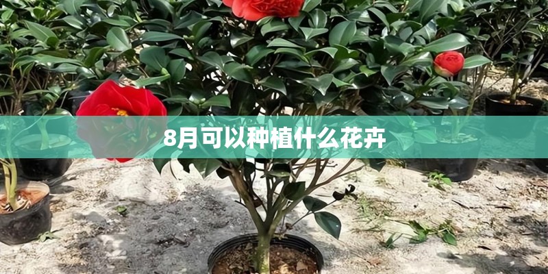 8月可以种植什么花卉