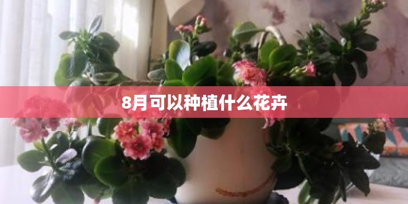 8月可以种植什么花卉