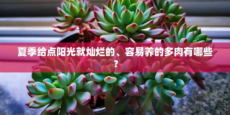 夏季给点阳光就灿烂的、容易养的多肉有哪些？