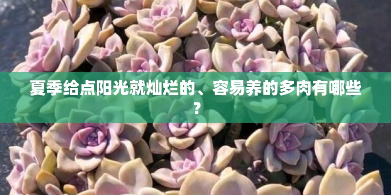 夏季给点阳光就灿烂的、容易养的多肉有哪些？