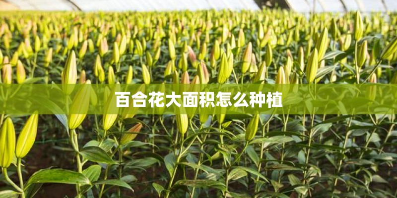 百合花大面积怎么种植