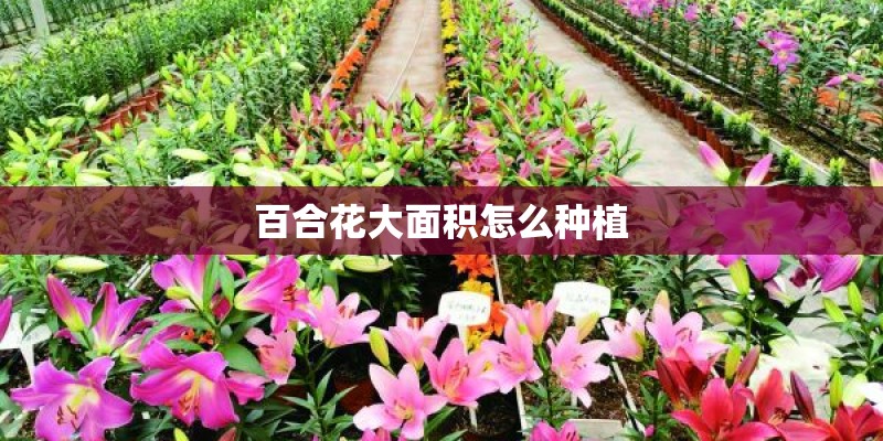 百合花大面积怎么种植