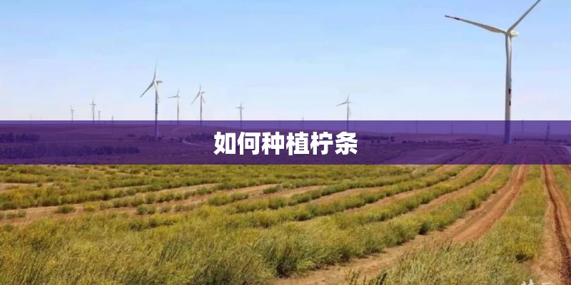 如何种植柠条
