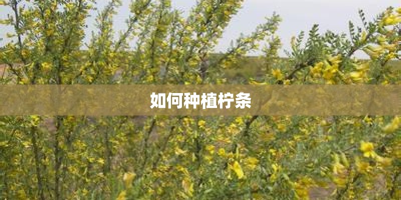 如何种植柠条