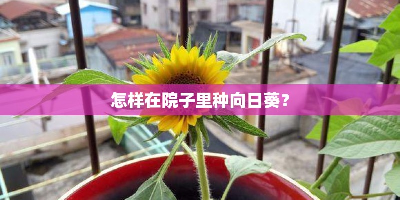 怎样在院子里种向日葵？
