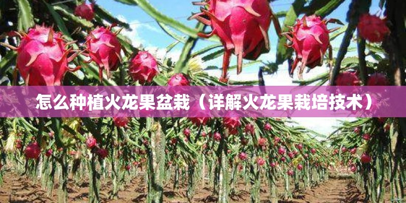 荷花有哪些特点？