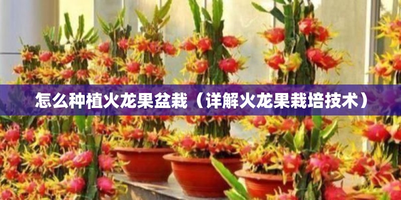 怎么种植火龙果盆栽（详解火龙果栽培技术）