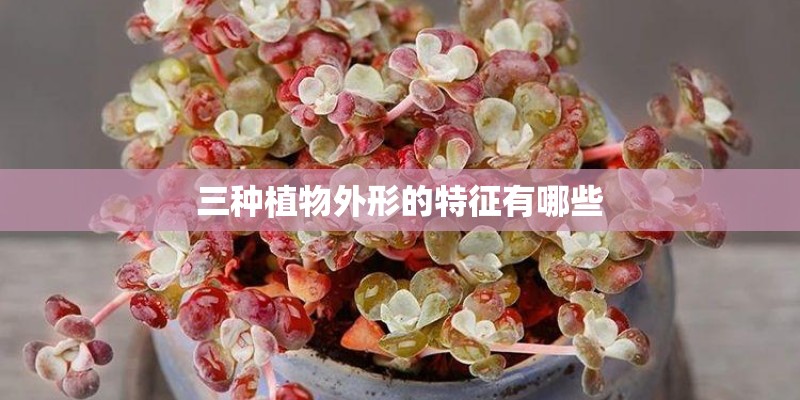 三种植物外形的特征有哪些