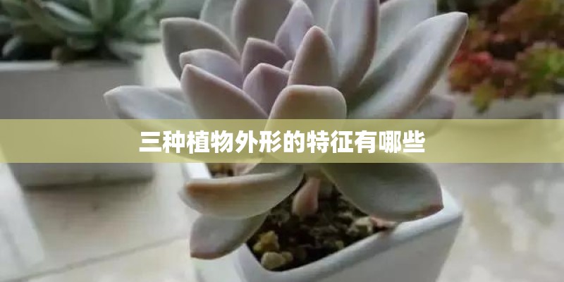 三种植物外形的特征有哪些