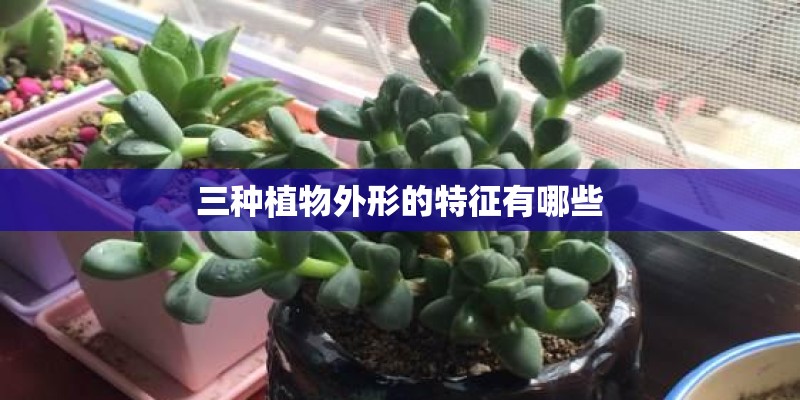 三种植物外形的特征有哪些