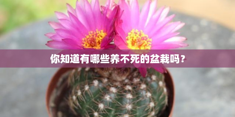 你知道有哪些养不死的盆栽吗？