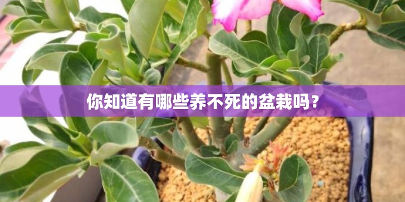 你知道有哪些养不死的盆栽吗？