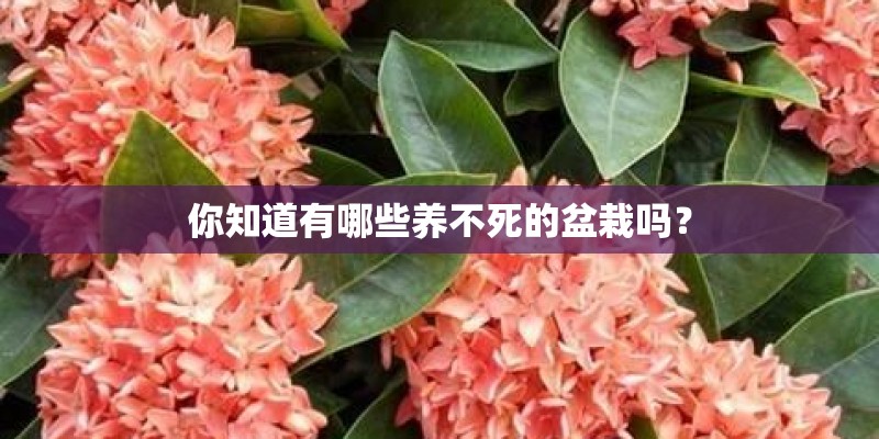 你知道有哪些养不死的盆栽吗？