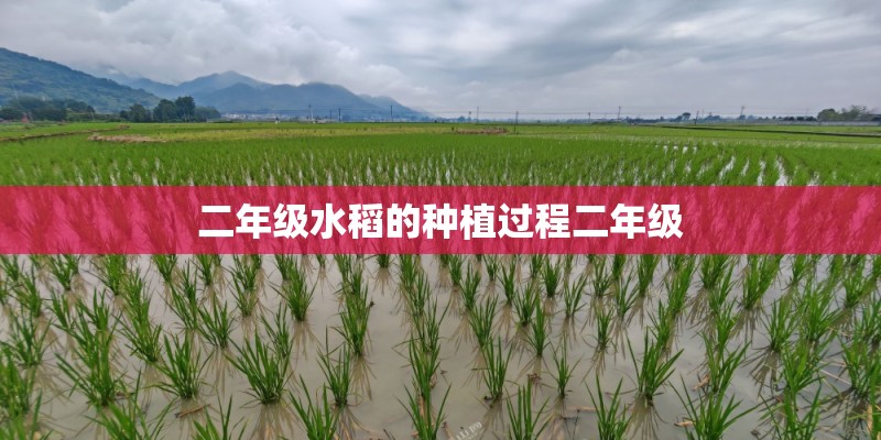 二年级水稻的种植过程二年级