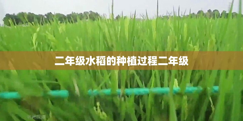 二年级水稻的种植过程二年级