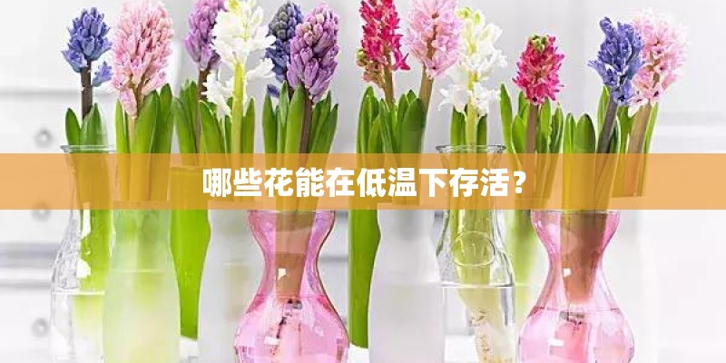 哪些花能在低温下存活？