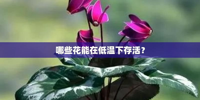 哪些花能在低温下存活？