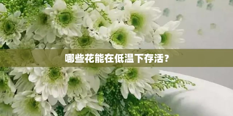 哪些花能在低温下存活？