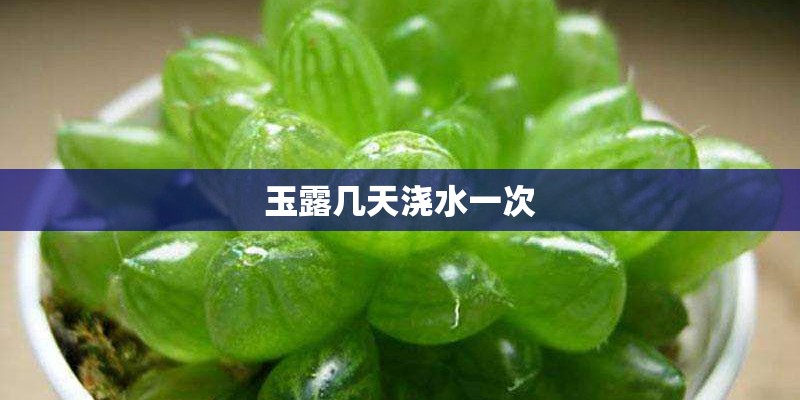 玉露几天浇水一次