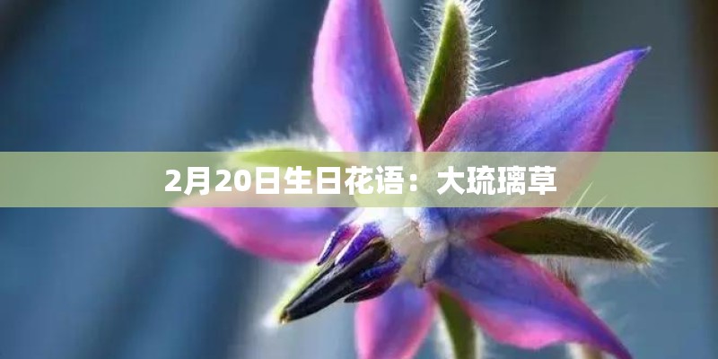 2月20日生日花语：大琉璃草