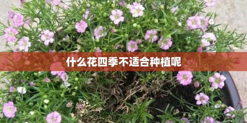 水种植物是什么花