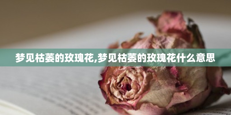 梦见枯萎的玫瑰花,梦见枯萎的玫瑰花什么意思