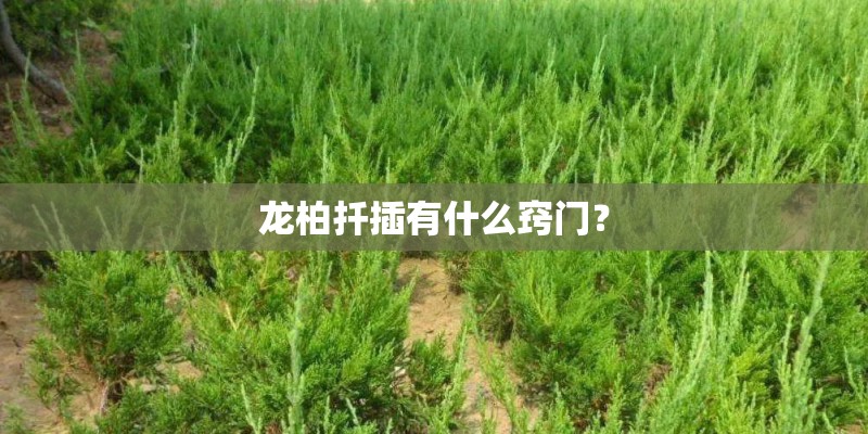 龙柏扦插有什么窍门？