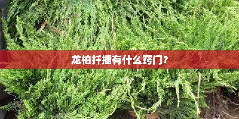 龙柏扦插有什么窍门？