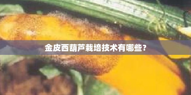 金皮西葫芦栽培技术有哪些？