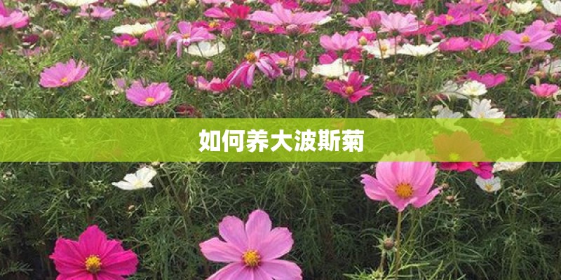 如何养大波斯菊