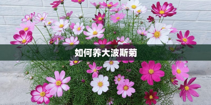 如何养大波斯菊