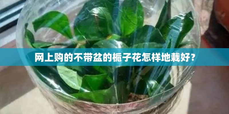 网上购的不带盆的栀子花怎样地栽好？